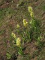 (27) Elder-flowered Orchid (Orchis sambucina)